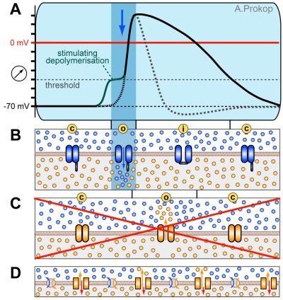 Figure. If voltage-gated potassium channels are defect, action potentials repolarise much slower, potentially staying above threshold when sodium channels are released from their refraction period.